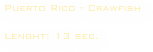 Puerto Rico - Crawfish

Lenght: 13 sec. 
